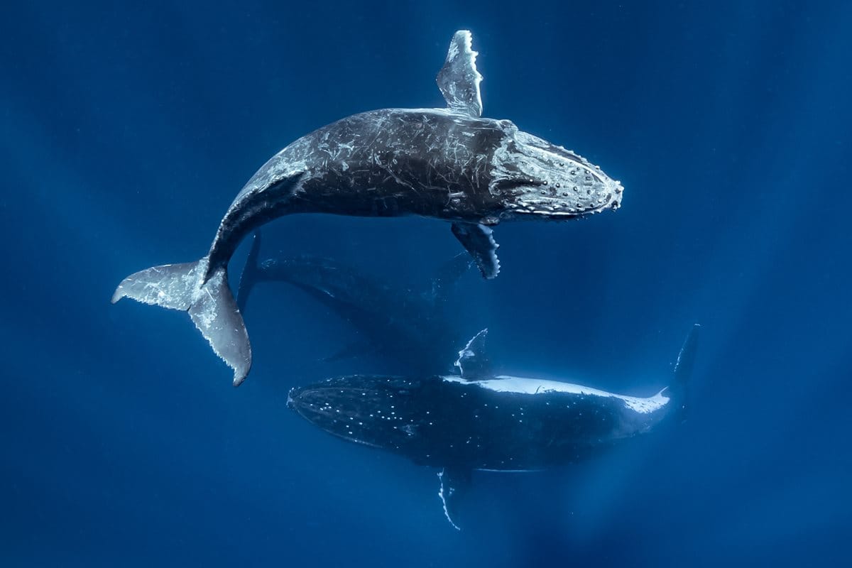 Instituto ORCA lidera operação de resgate de filhote de baleia jubarte no litoral capixaba