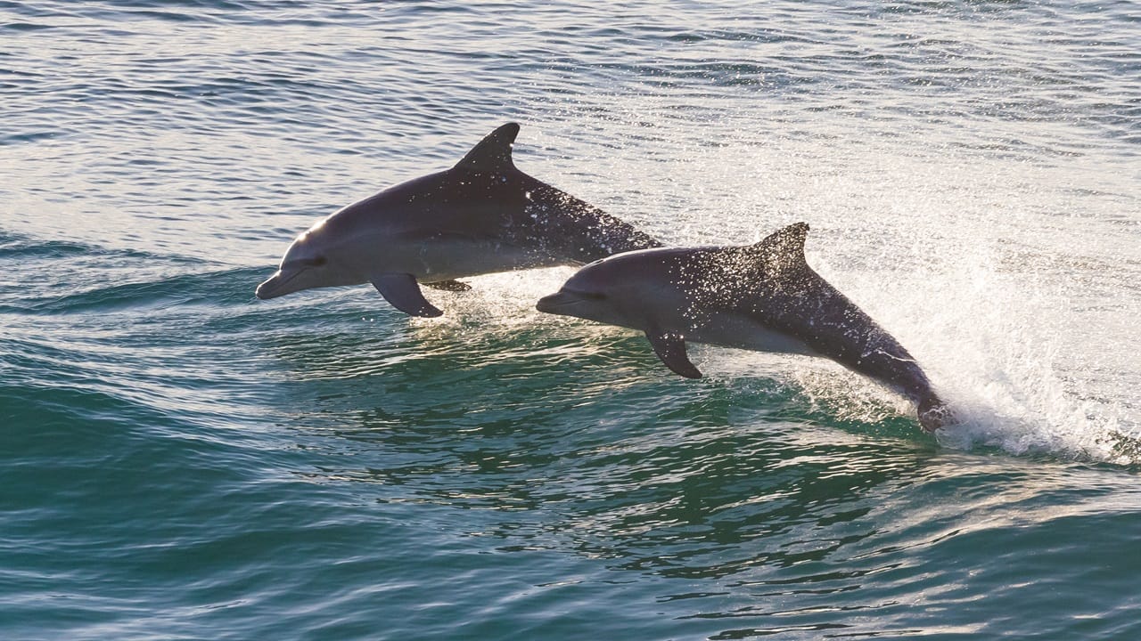 Costa do Espírito Santo: Um Tesouro para a Vida Marinha